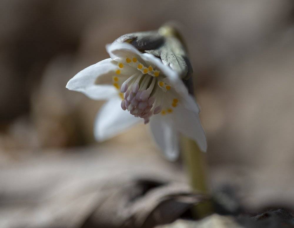 весенник звезчатый eranthis stellata, Евгений Слободской