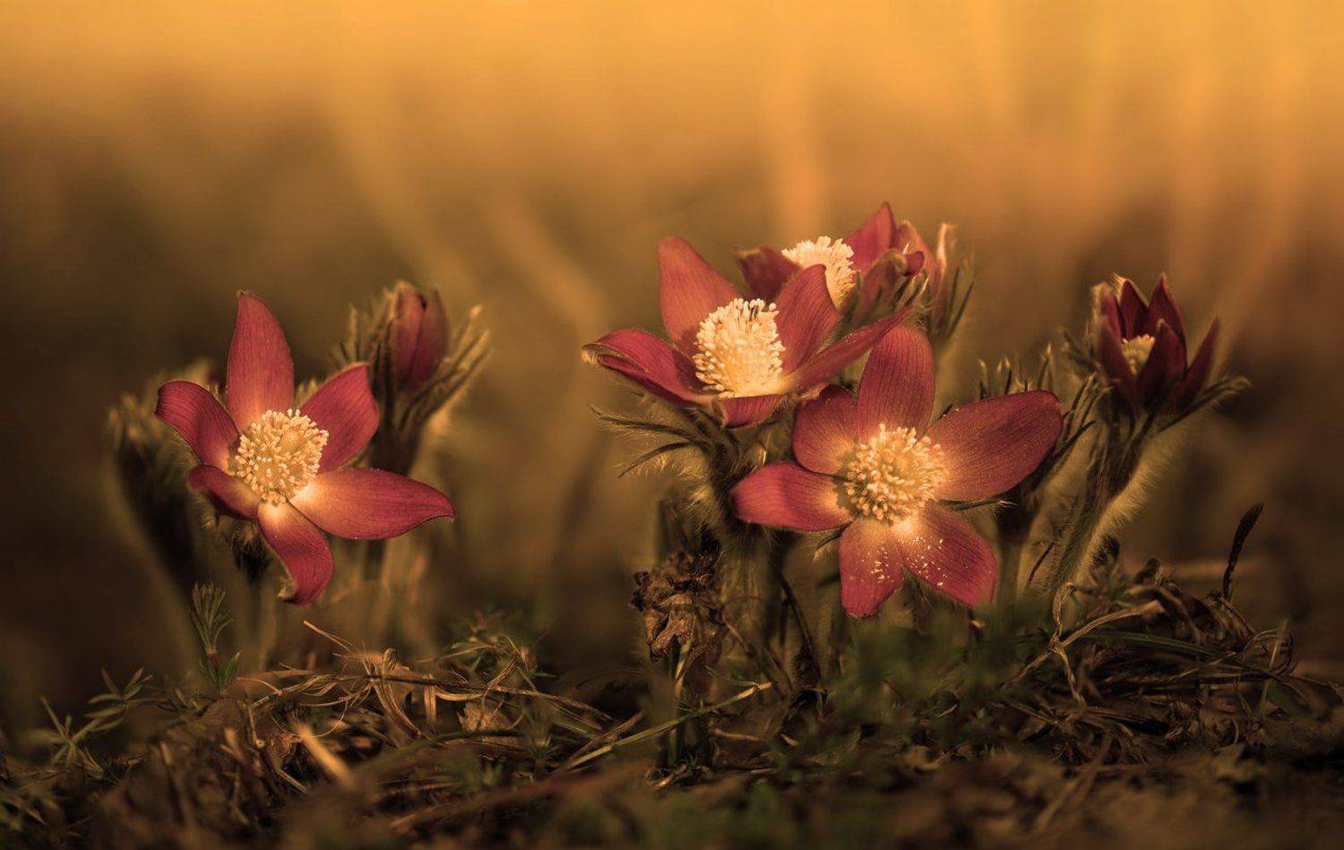 весна, цветы, сон-, трава, Галанзовская Оксана