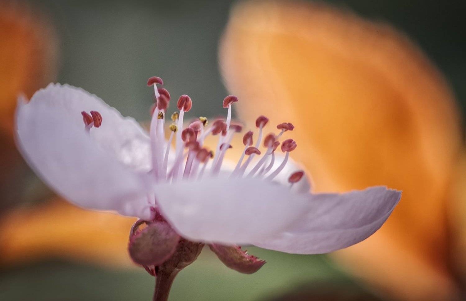 , Nicolae Fanurie Chirobocea