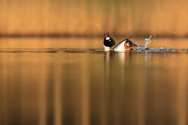 Spring tango фото превью