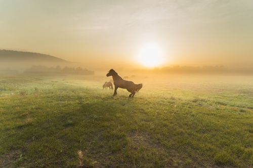 Вожак табуна.