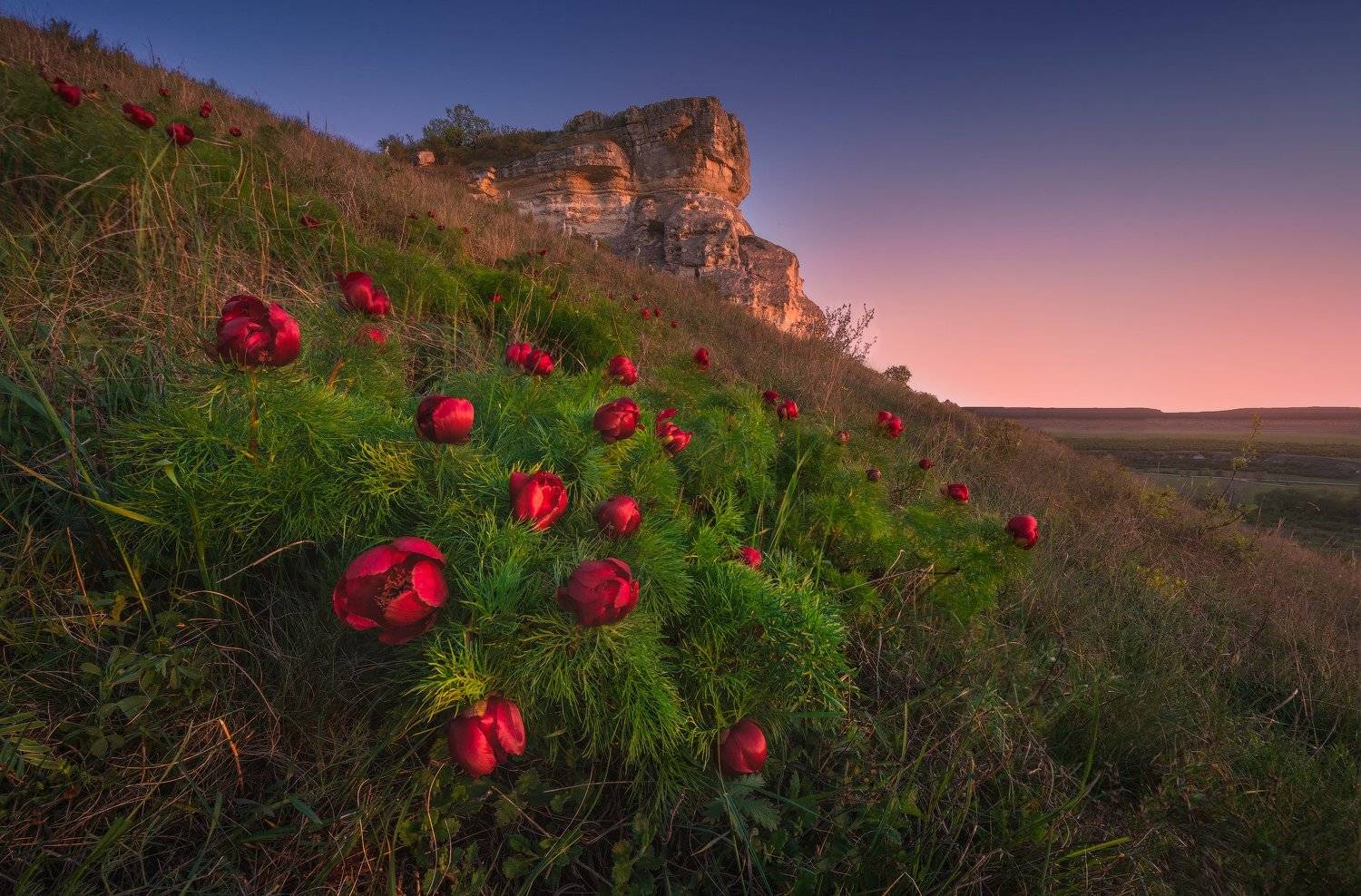 крым, природа, пионы, горы, крымские горы, путешествия, путешествие в крым, весна в крыму, весенний крым, крым весной, цветы, фототур по крыму, фототур в крым, туры в крым, туризм, май, майские праздники, Лузанов Вячеслав
