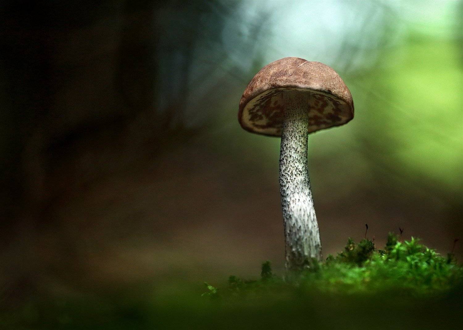 , Вадим Морозов