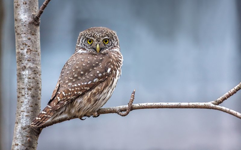 воробьиный сыч, сова, хищная птица, птица, дикая птица, орнитология, дикая природа, фотоохота, Воробьиный сыч. фото превью