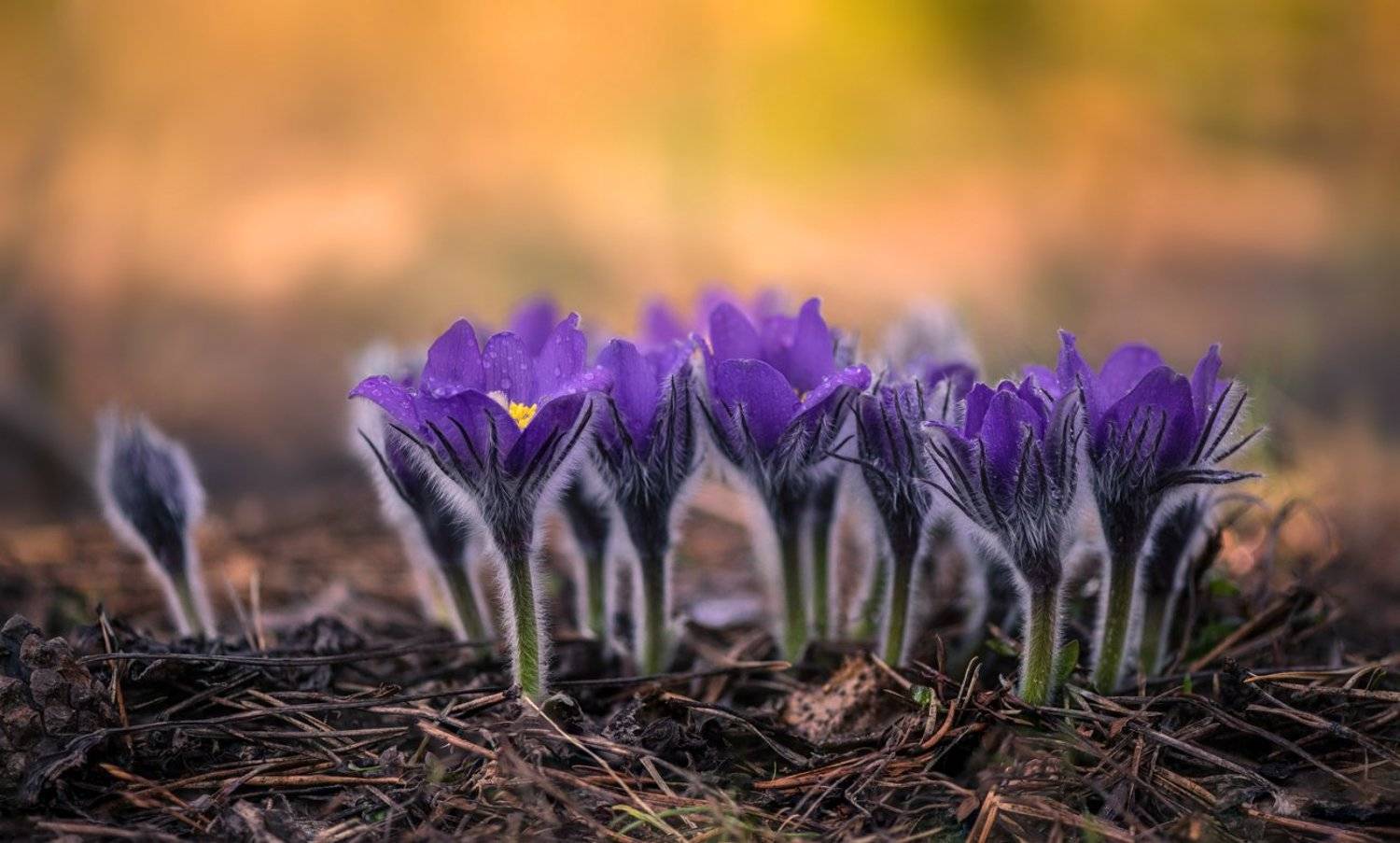 весна, цветы, сон-, трава, Галанзовская Оксана