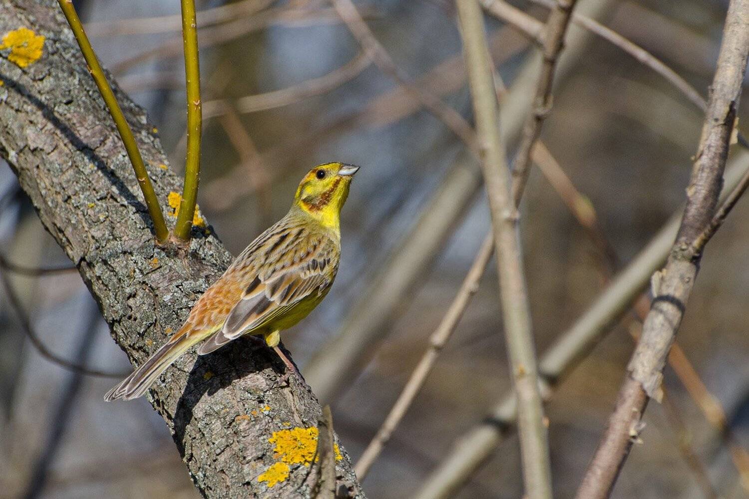 птица, овсянка обыкновенная, Михаил Агеев