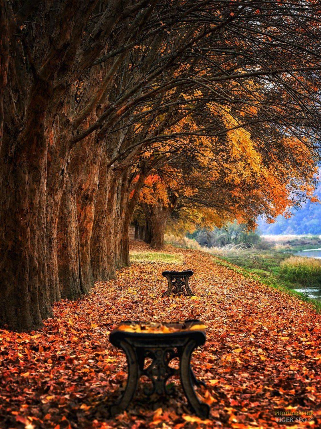 trees bench leaf autumn morning colors Korea foliage , Seo Tiger
