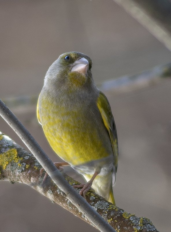 Весна. фото превью