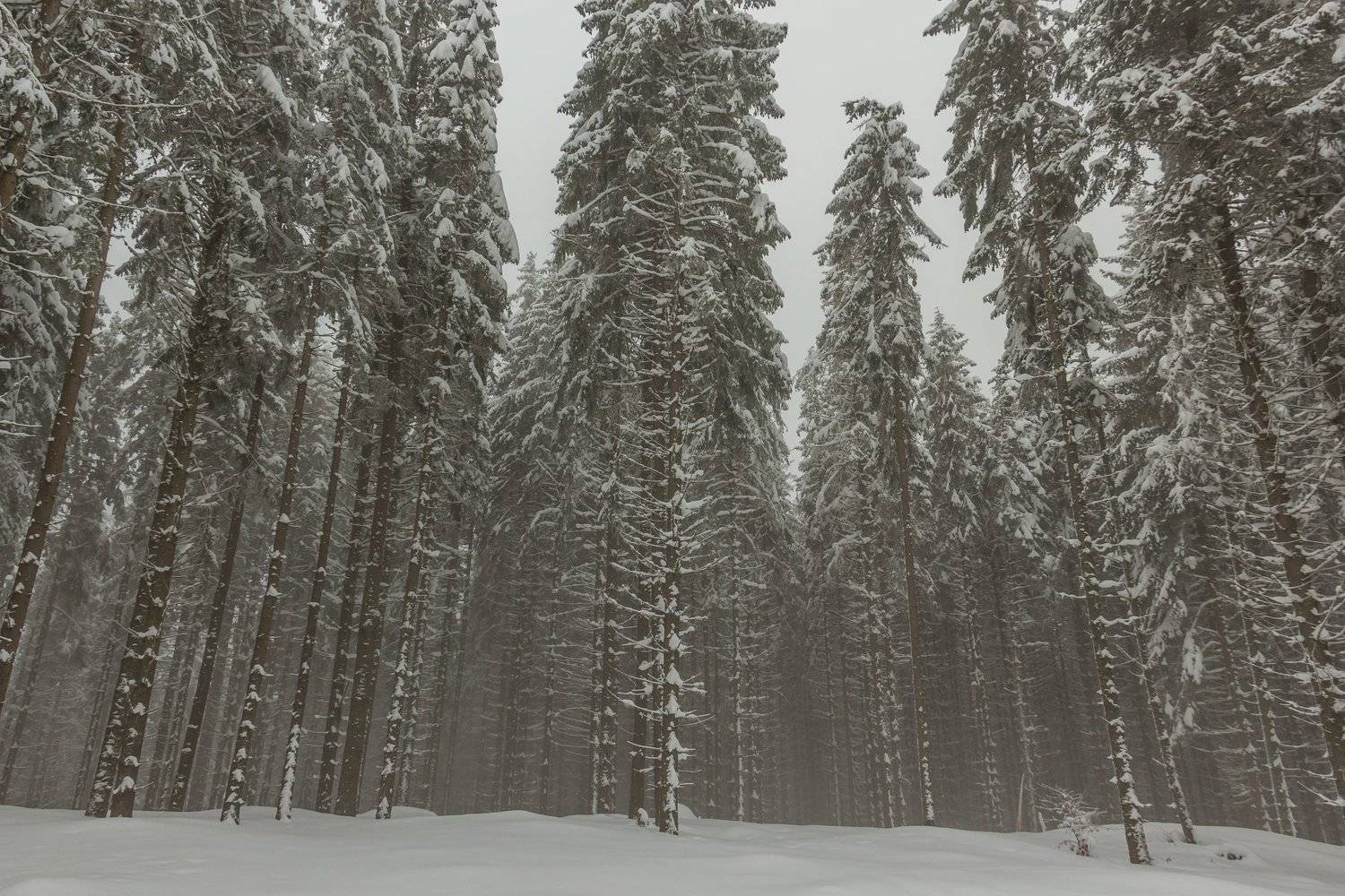 landscape winter mountains snow fog photography photo canvas wallpaper nature trees frame view , Comșa Bogdan