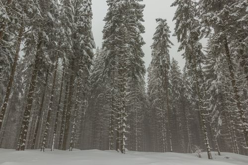 Winter in the Vladeasa Mountains. 
