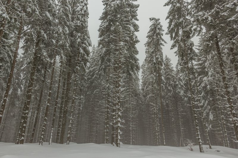 landscape winter mountains snow fog photography photo canvas wallpaper nature trees frame view  Winter in the Vladeasa Mountains.  фото превью