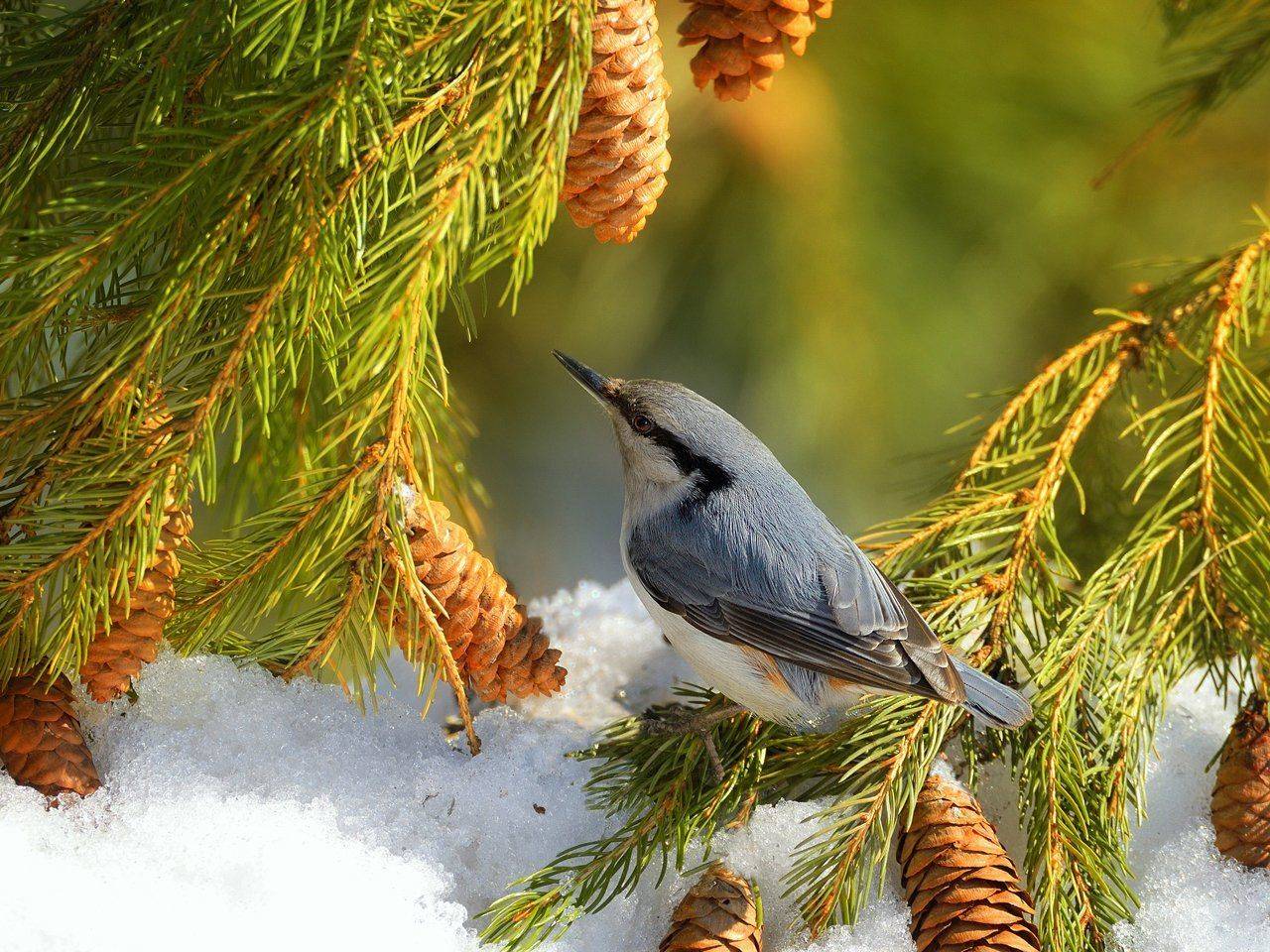 природа, фотоохота, поползень, ель,птицы, животные,дерево,снег, зима, vladilenoff