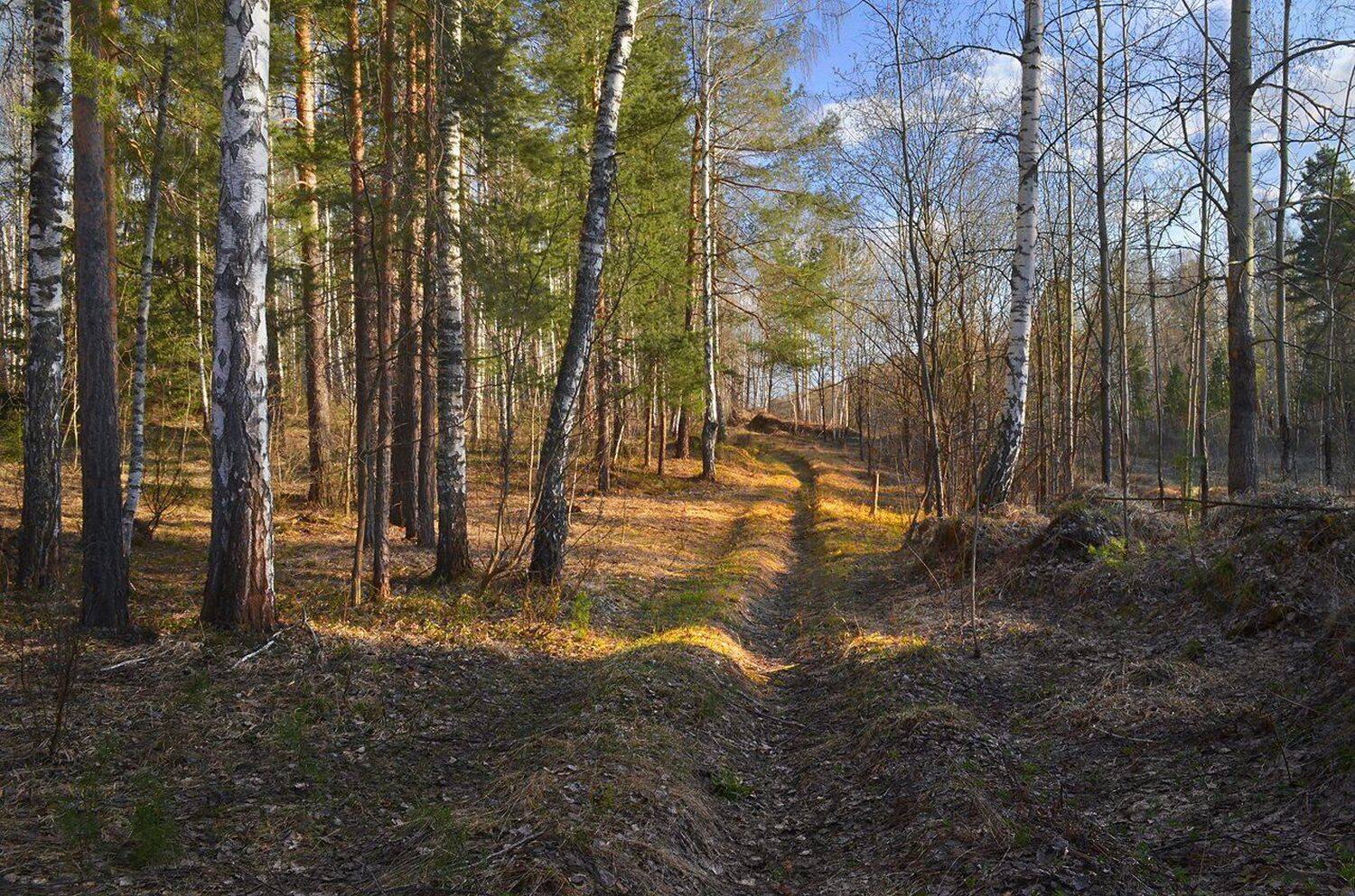 лес, тёплый вечер, солнечный свет, дорога, весна, Irina Shapronova