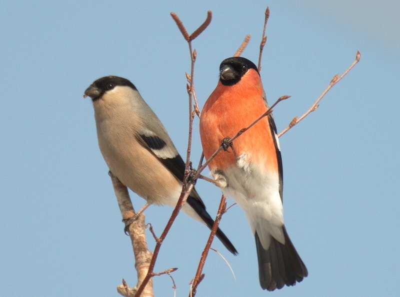 Пара снегирей фото превью