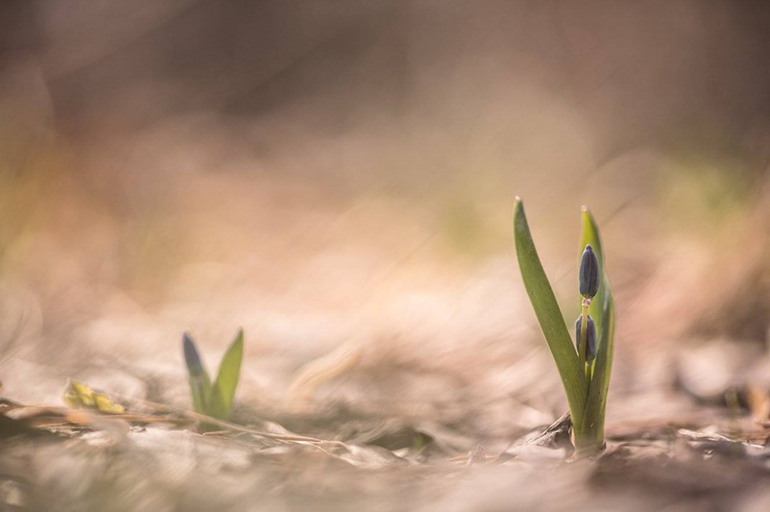 пролески, первоцветы, свет, цвет,март, весна, позитив, геннадий мещеряков, воронеж,, Геннадий Мещеряков
