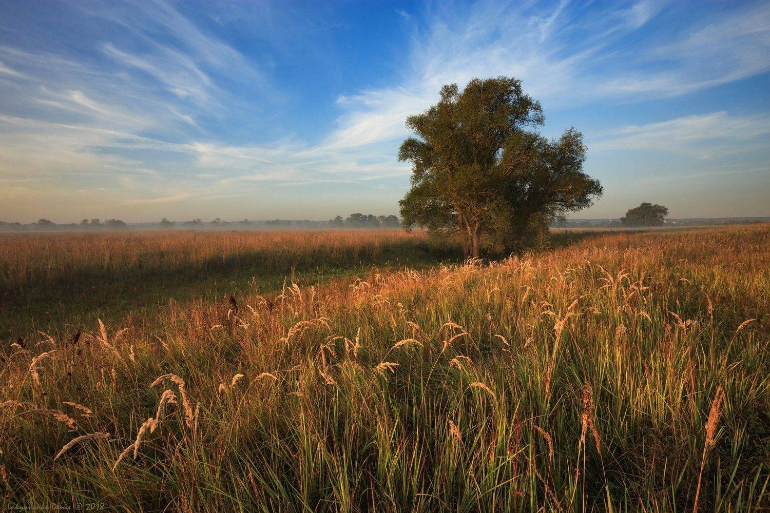 2018, россия, калужская область, август, лето, поле, деревья, трава, утро, пейзаж, облака, Денис Лукьяненко
