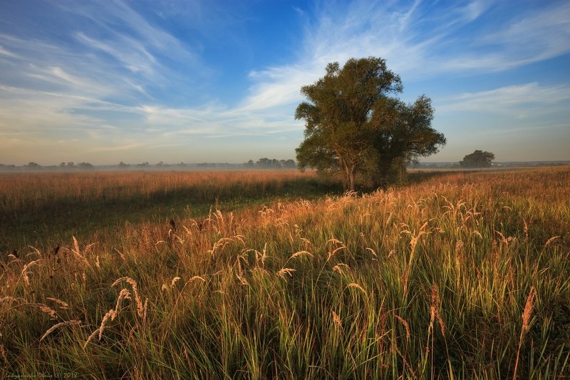 2018, россия, калужская область, август, лето, поле, деревья, трава, утро, пейзаж, облака *** фото превью