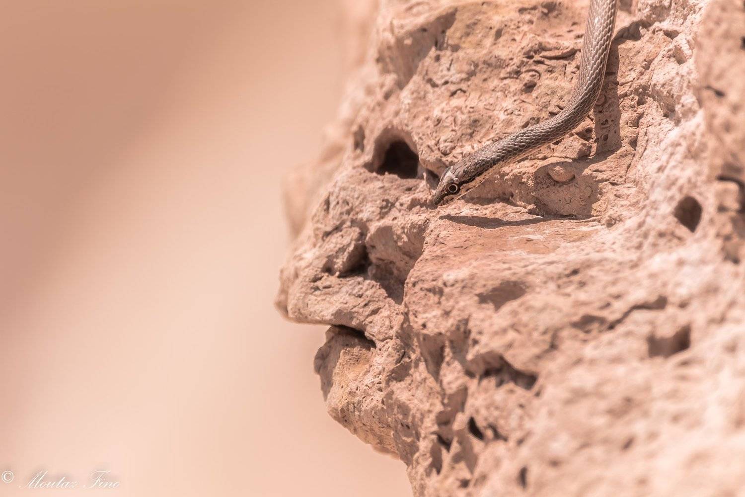  #birding #wildlifephotography #wildlife #Flamingo #wildlifeadventure #bohemianstyle #gipsysoul #peace, Moutaz Fino