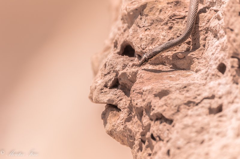 #birding #wildlifephotography #wildlife #Flamingo #wildlifeadventure #bohemianstyle #gipsysoul #peace Adam фото превью