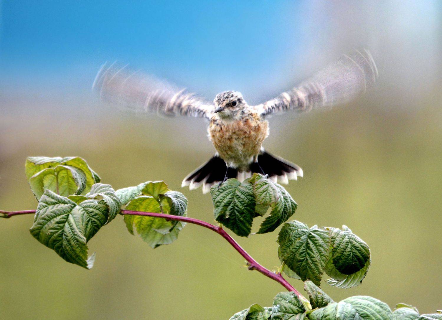 , Михаил Белоусов