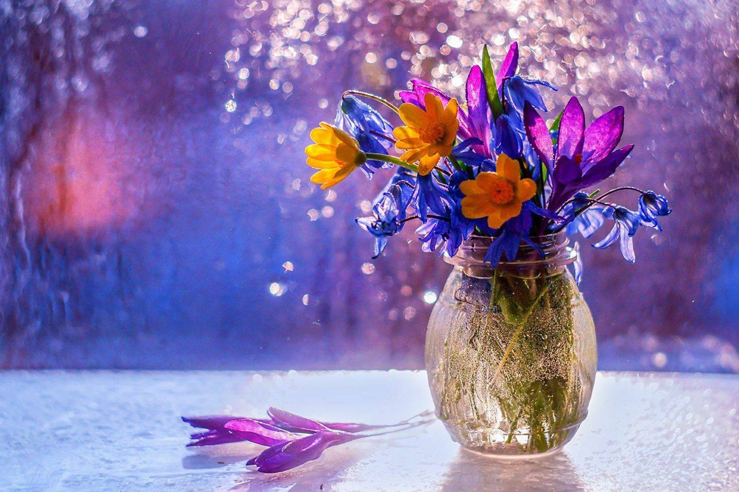 , Марина Соколова