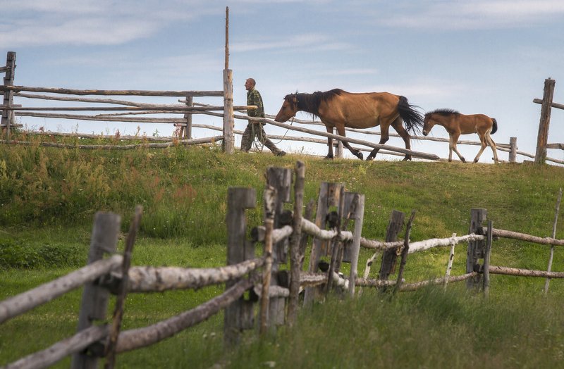 С пастбища домой. фото превью