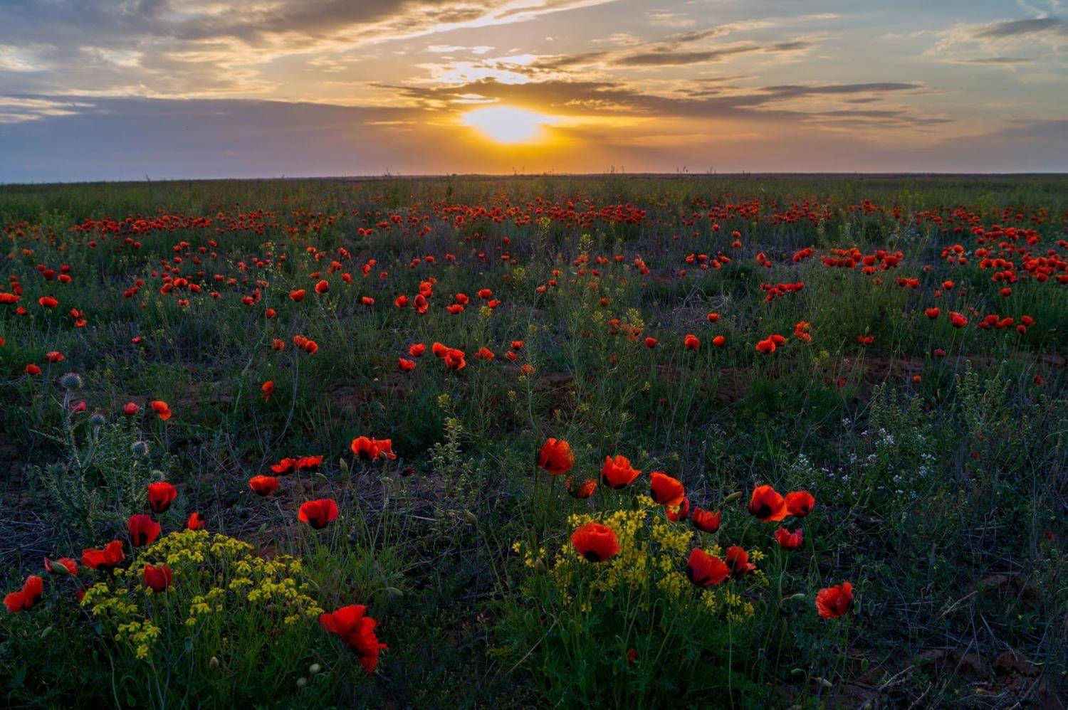 лиманский край, богатая земля, весною степь усыпана цветами, люблю твои бескрайние поля и зори нежные в реке над камышами., Сергей цыбизов