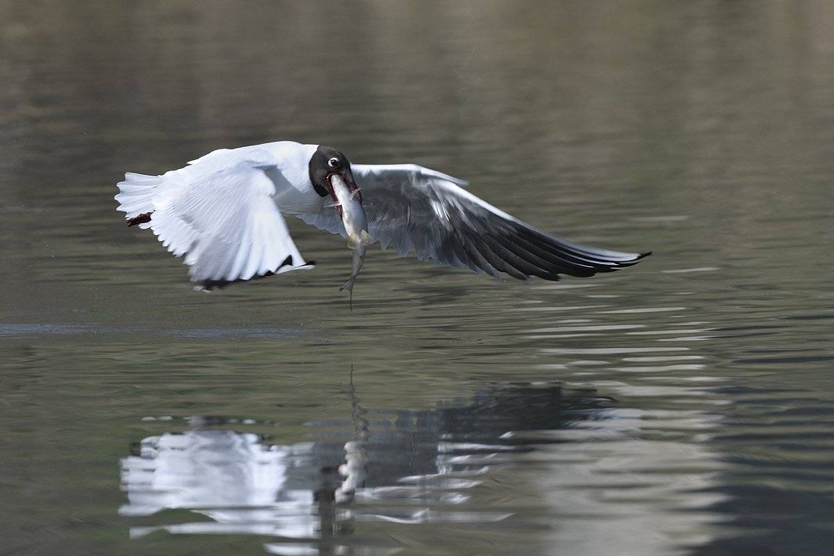 птицы birds slovakia, Jaroslav Mego