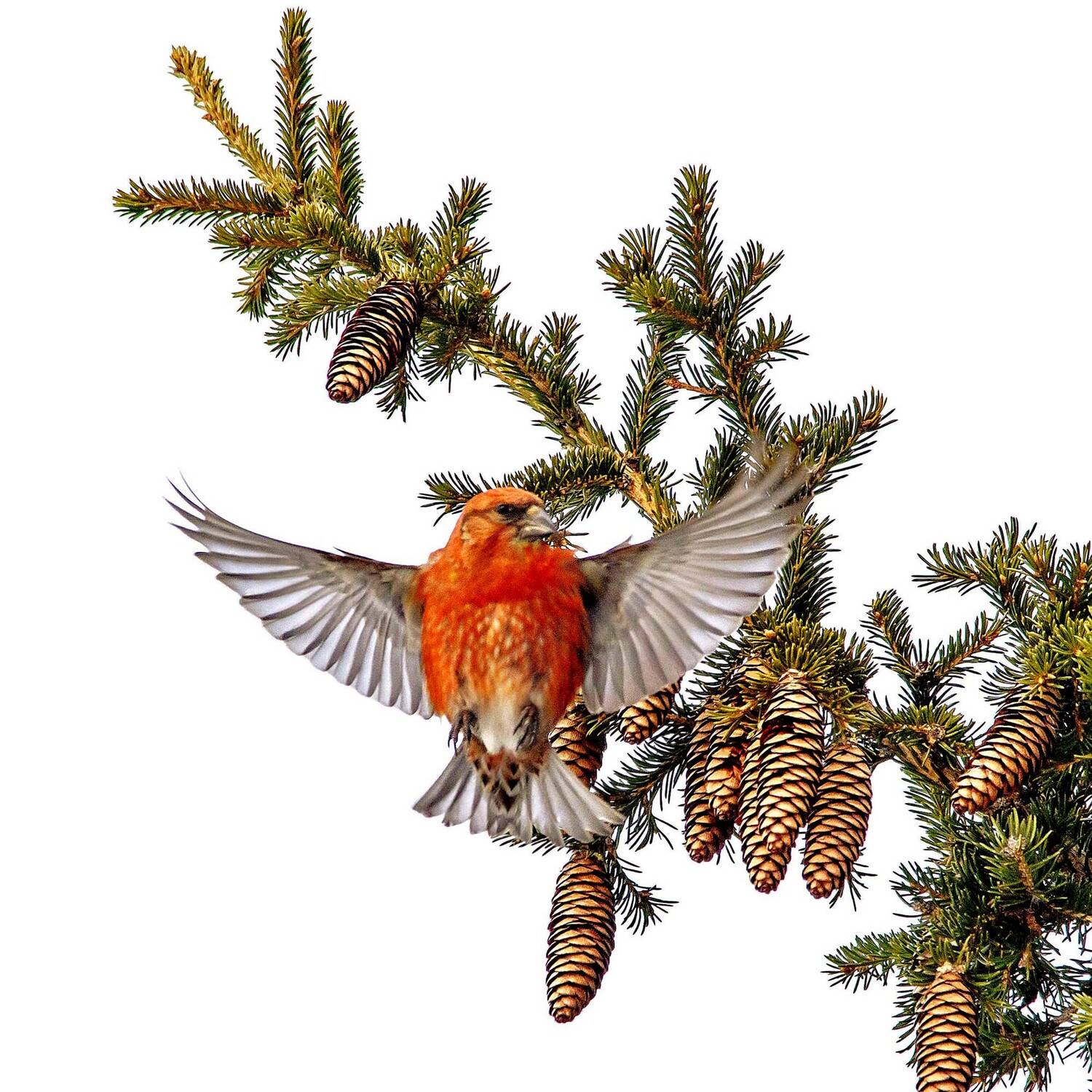 , Михаил Белоусов