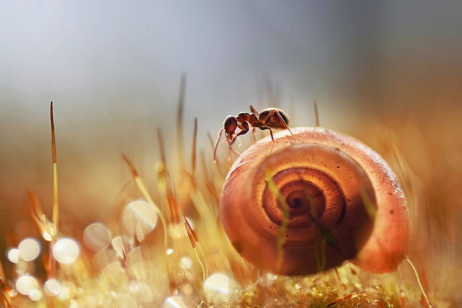 , Лапшина Владлена