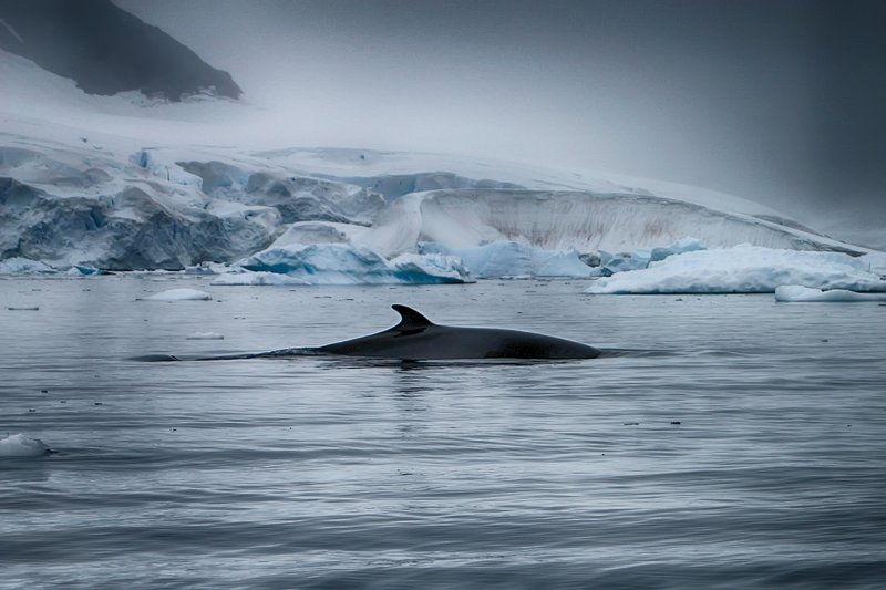 Антарктида 48 фото превью