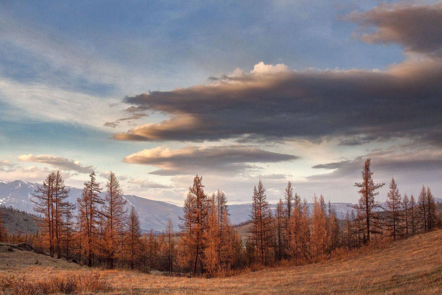 алтай, ледник актру, актру, алтайский край, долина, весна,осень, лиственницы, ледник,ледники, Качурин Алексей