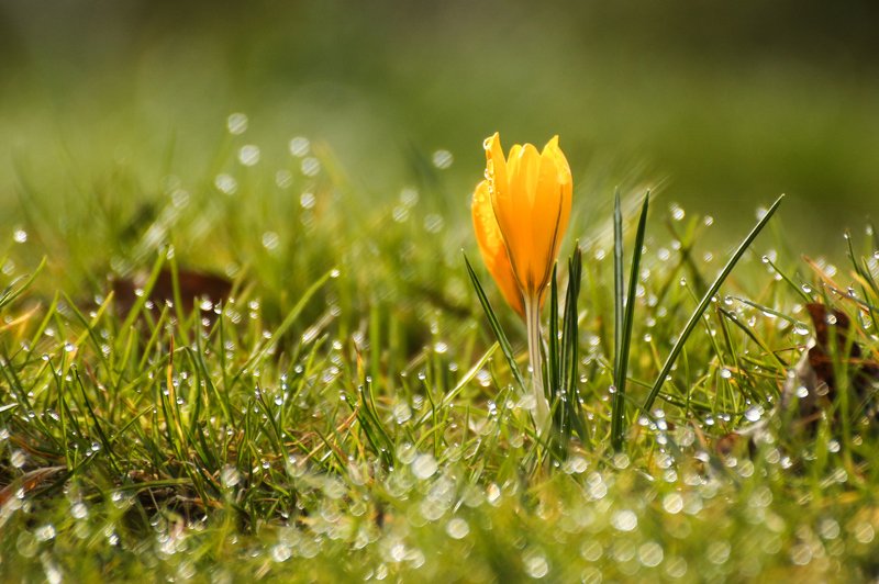 весна, цветы, крокусы, капли Первые крокусы фото превью