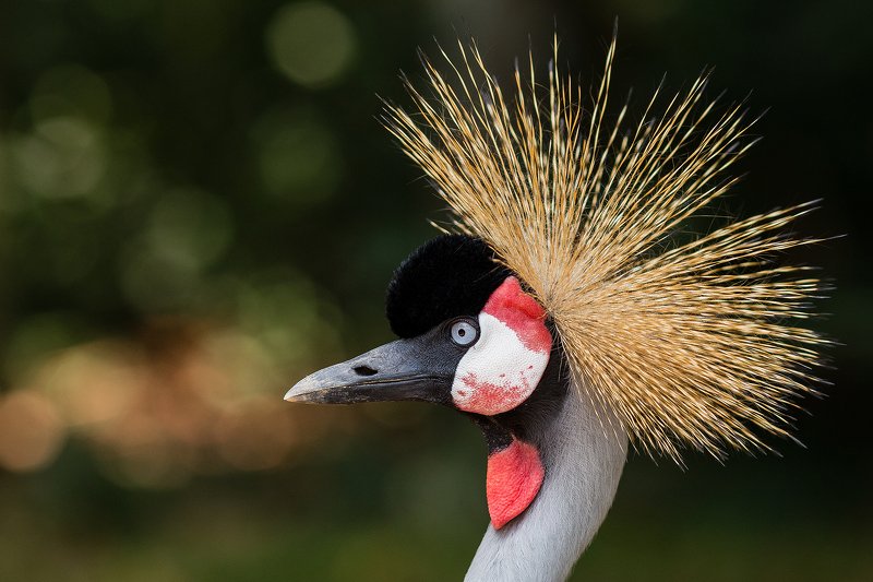 Восточный венценосный журавль. фото превью