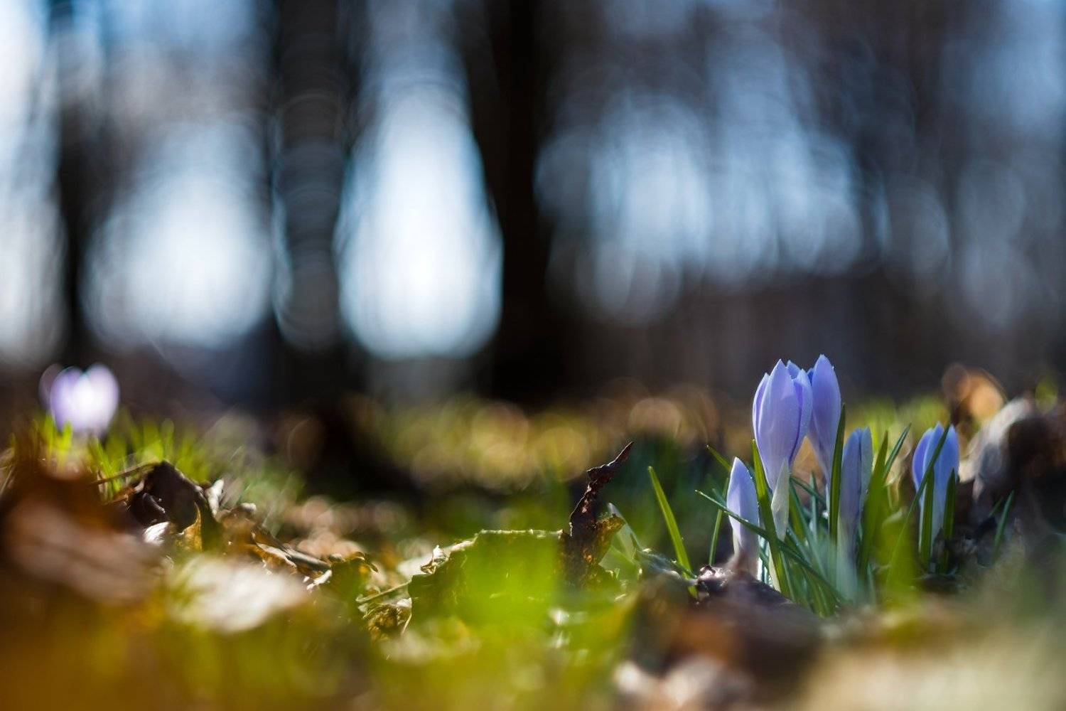 , Александр Абросимов