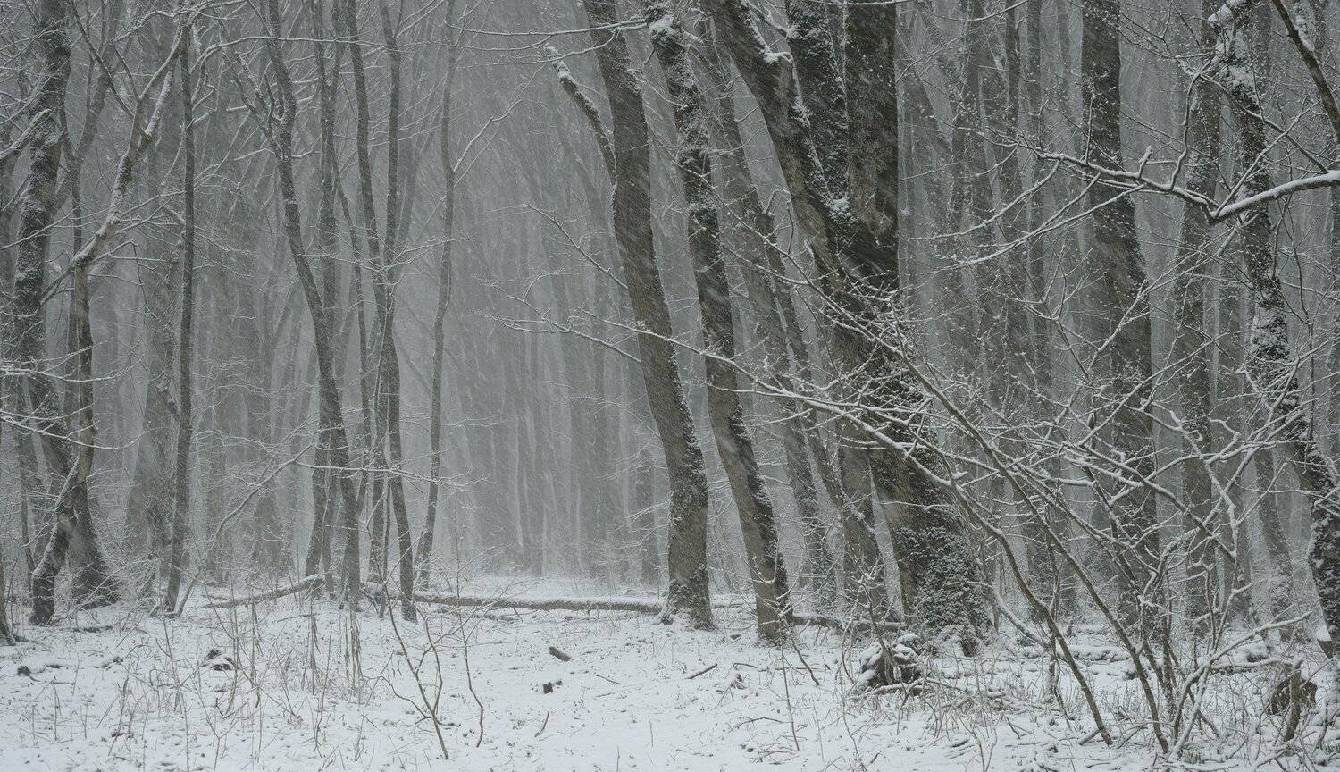 лес туман зима снегопад, Александр Жарников