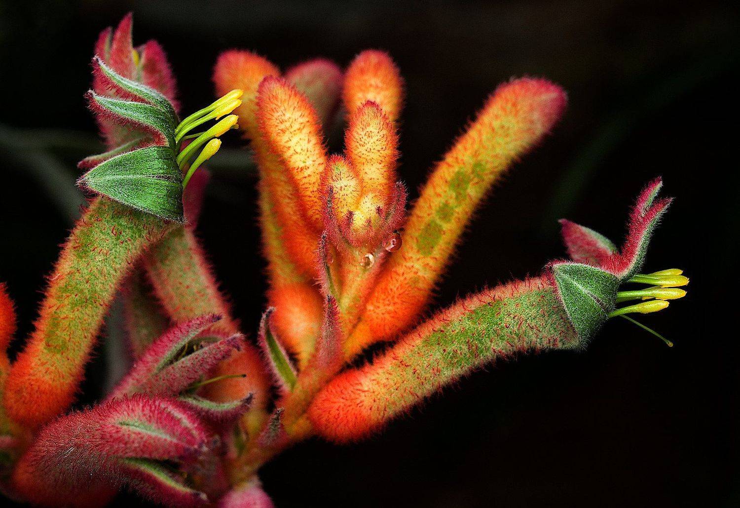 Anigozanthos kangaroo paw, Александр Зорин