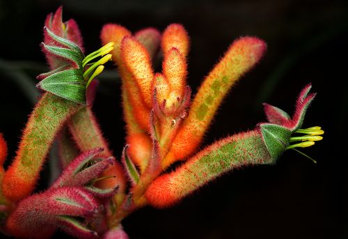 Kangaroo paw