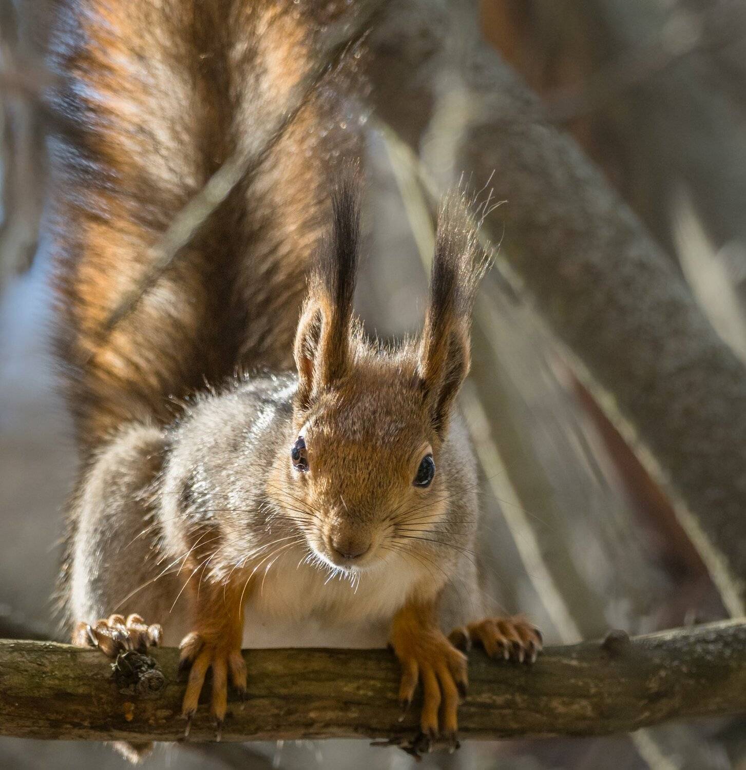 , Курлянцев Алексей