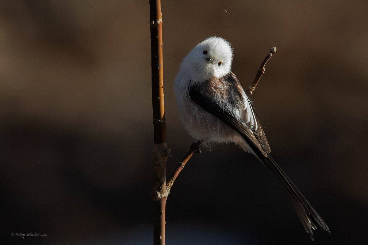, Валерий Субачев