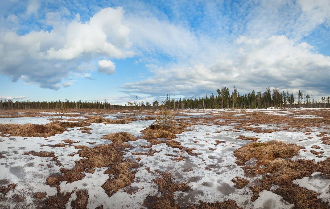 пейзажи ленинградской области, весеннее болото, болотный календарь, Арсений Кашкаров
