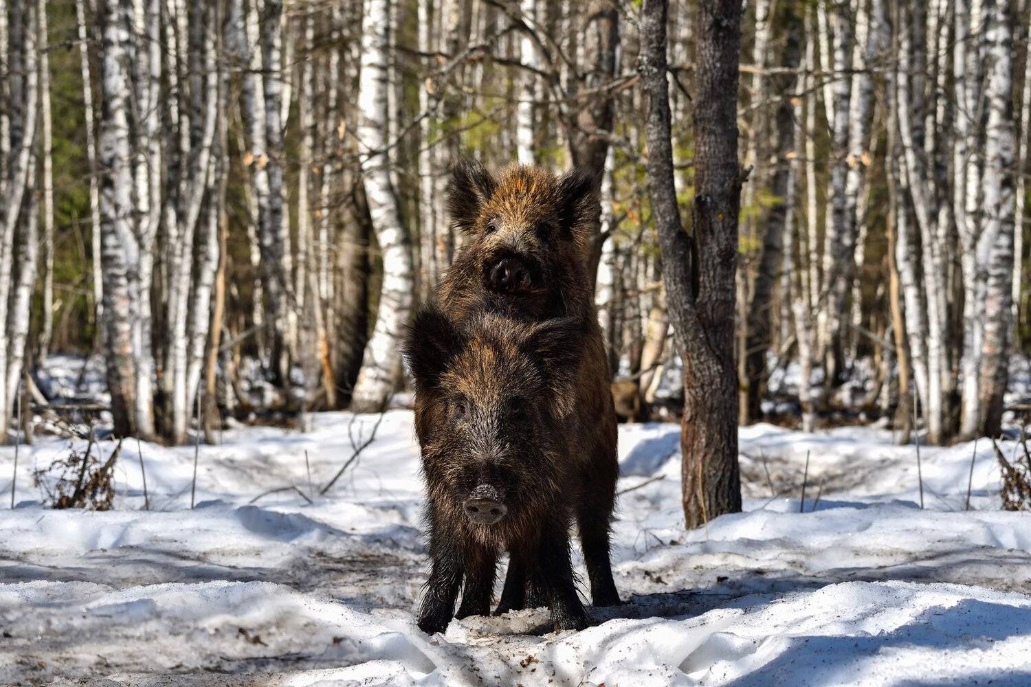 лес, весна, кабаны, Виталий Полуэктов