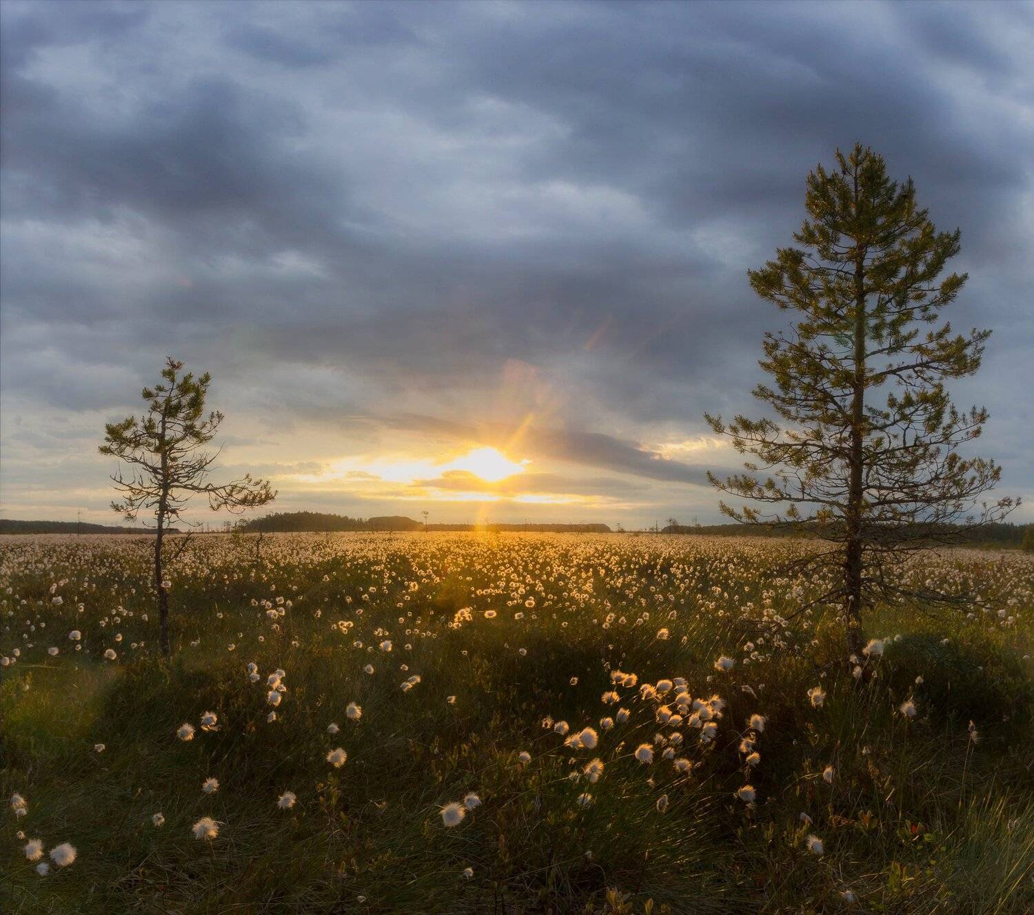 болото, кайф, рассвет ,север ,солнце, свет, вологодская, Павел Ващенков
