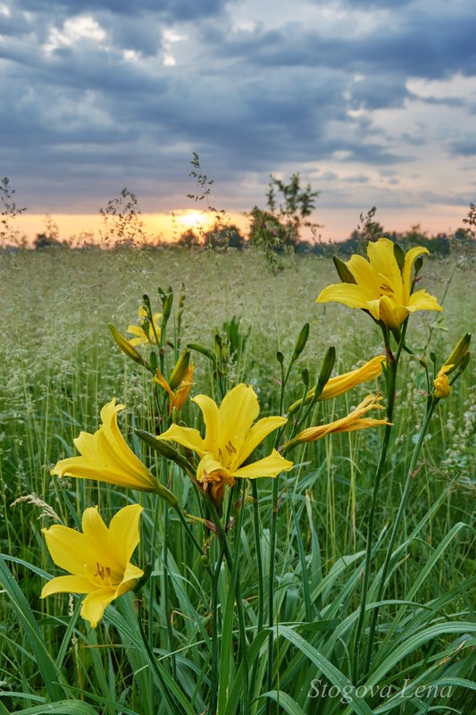 рассвет, цветы Утро на лугу фото превью