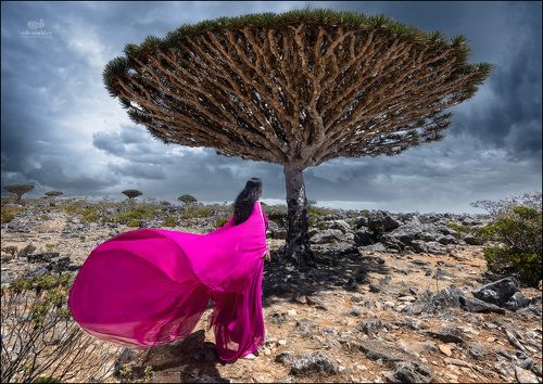 Драконовые деревья острова Сокотра