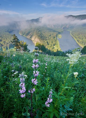 Цветок над рекой