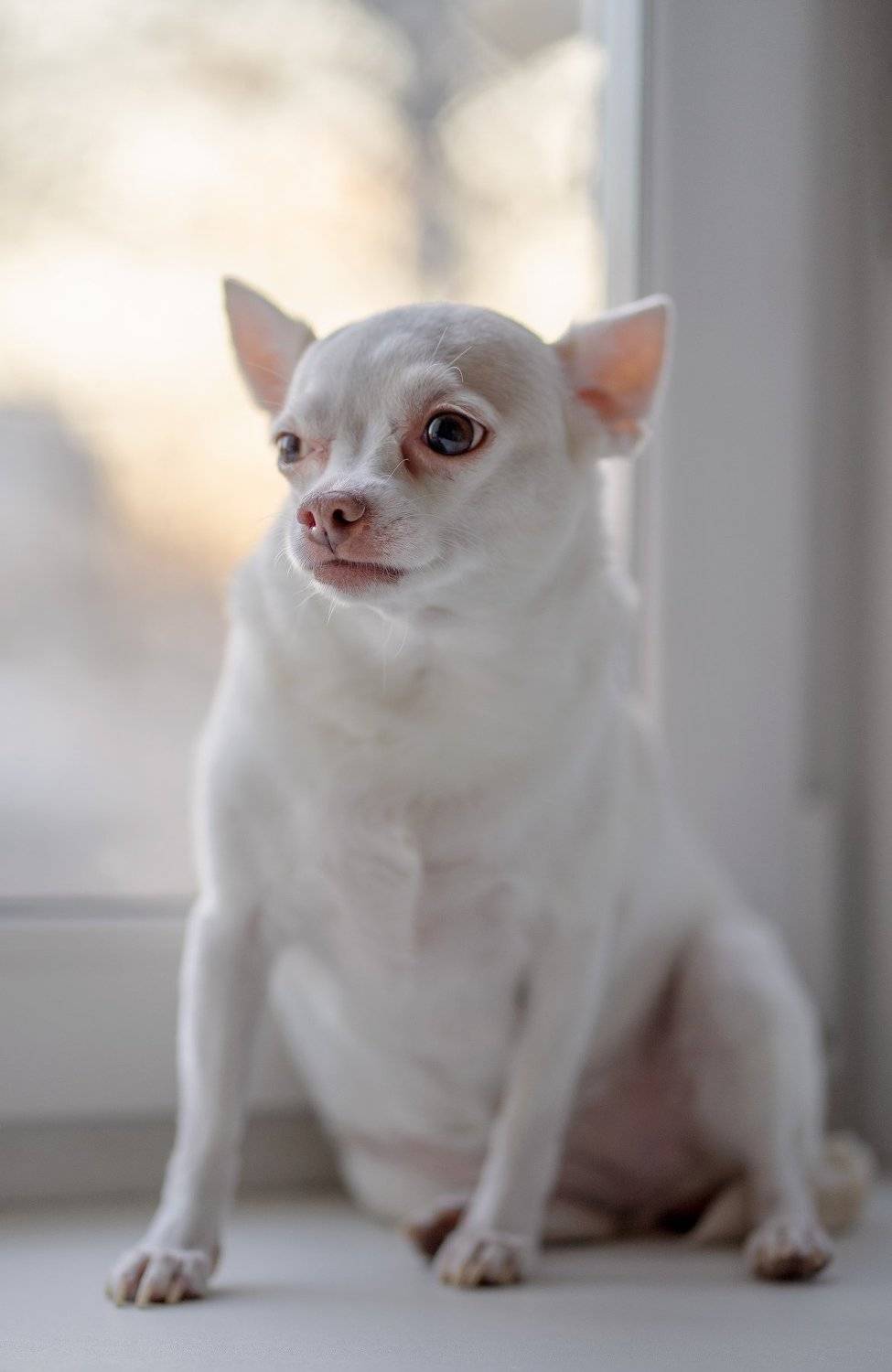 собака, sony, 85, Цвелёв Дмитрий