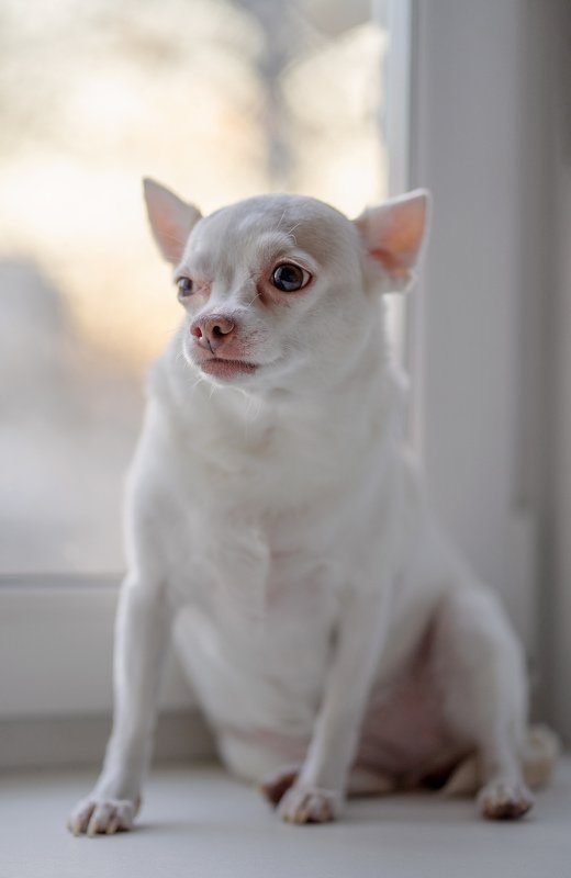 собака, sony, 85 собака-подозревака фото превью