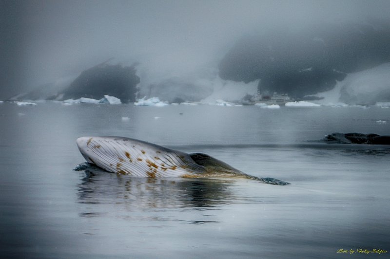 Антарктида 49 фото превью