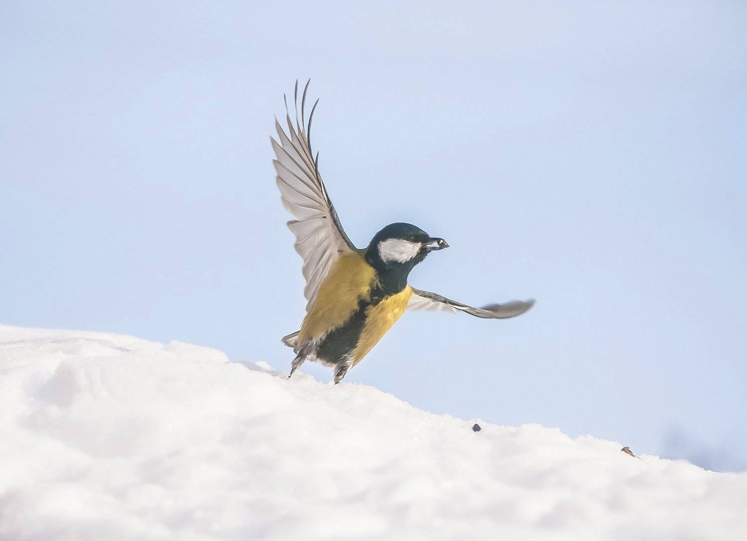 , Михаил Белоусов
